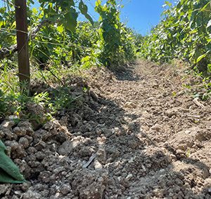 travail-sol-vigne-terre-moulue-wm-presta-travaux-mecanique-champagne