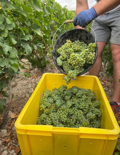 cueillette-vendanges-aube-prestation-champagne-stamp