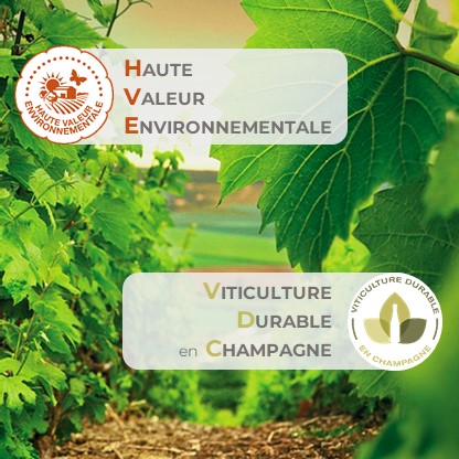 Certifications Haute Valeur Environnementale HVE et Viticulture Durable en Champagne VDC audit mutualisé WM Presta