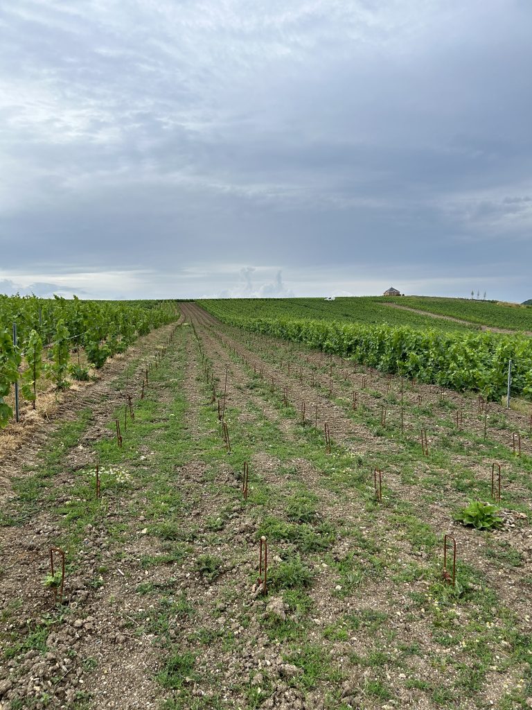 plantation-wm-pepiniere-champagne-marne