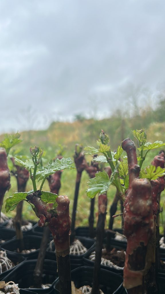 wm-pepiniere-marne-champagne-cepage-motte-plant-vente