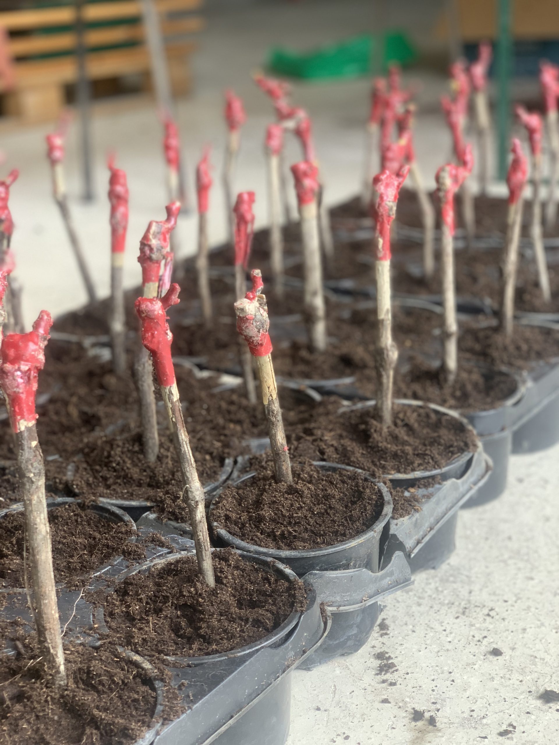 wm-pepiniere-marne-champagne-cepage-mottes-plant-racine-vente-pot