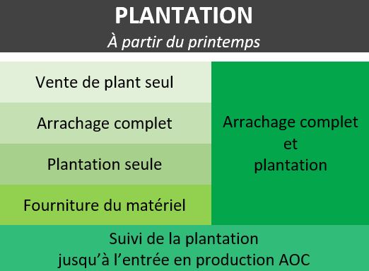 plantation-marne-champagne-cepage-racine-nue-motte-plant-WM-pepiniere