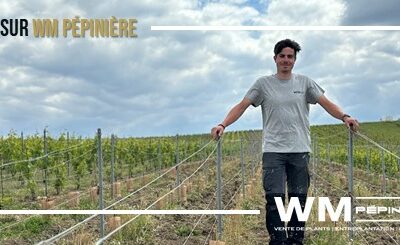 À la découverte de WM Pépinière : là où la vigne prend racine
